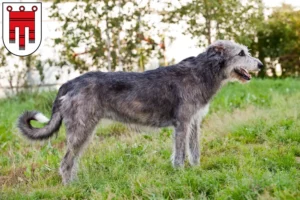 Read more about the article Irish Wolfhound breeders and puppies in Vorarlberg