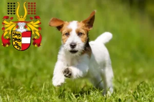 Read more about the article Jack Russell breeders and puppies in Carinthia