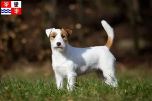 Read more about the article Jack Russell breeders and puppies in Central Bohemia