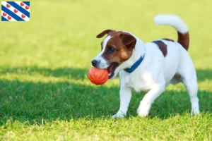 Read more about the article Jack Russell breeders and puppies in Friesland