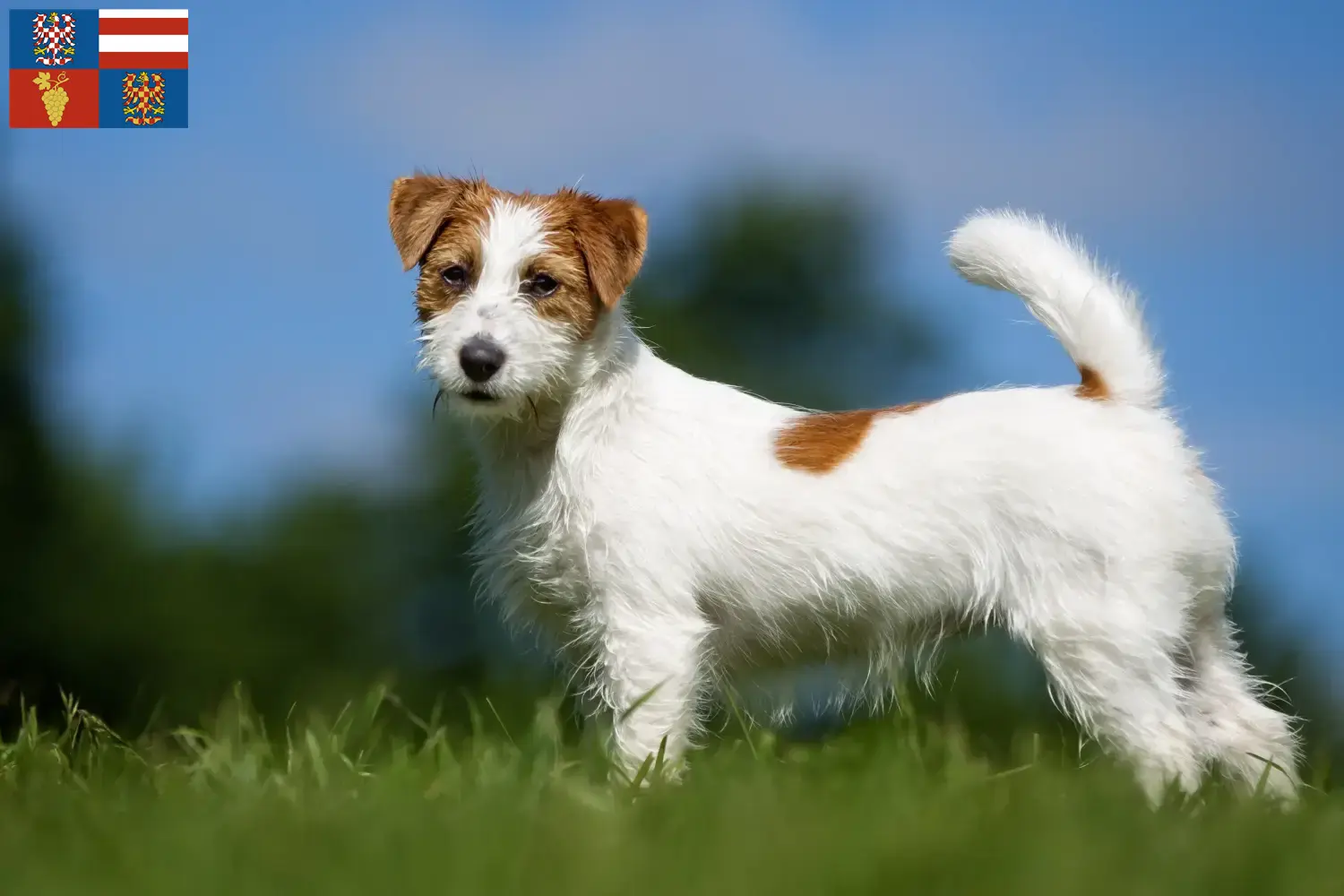 Read more about the article Jack Russell breeders and puppies in South Moravia