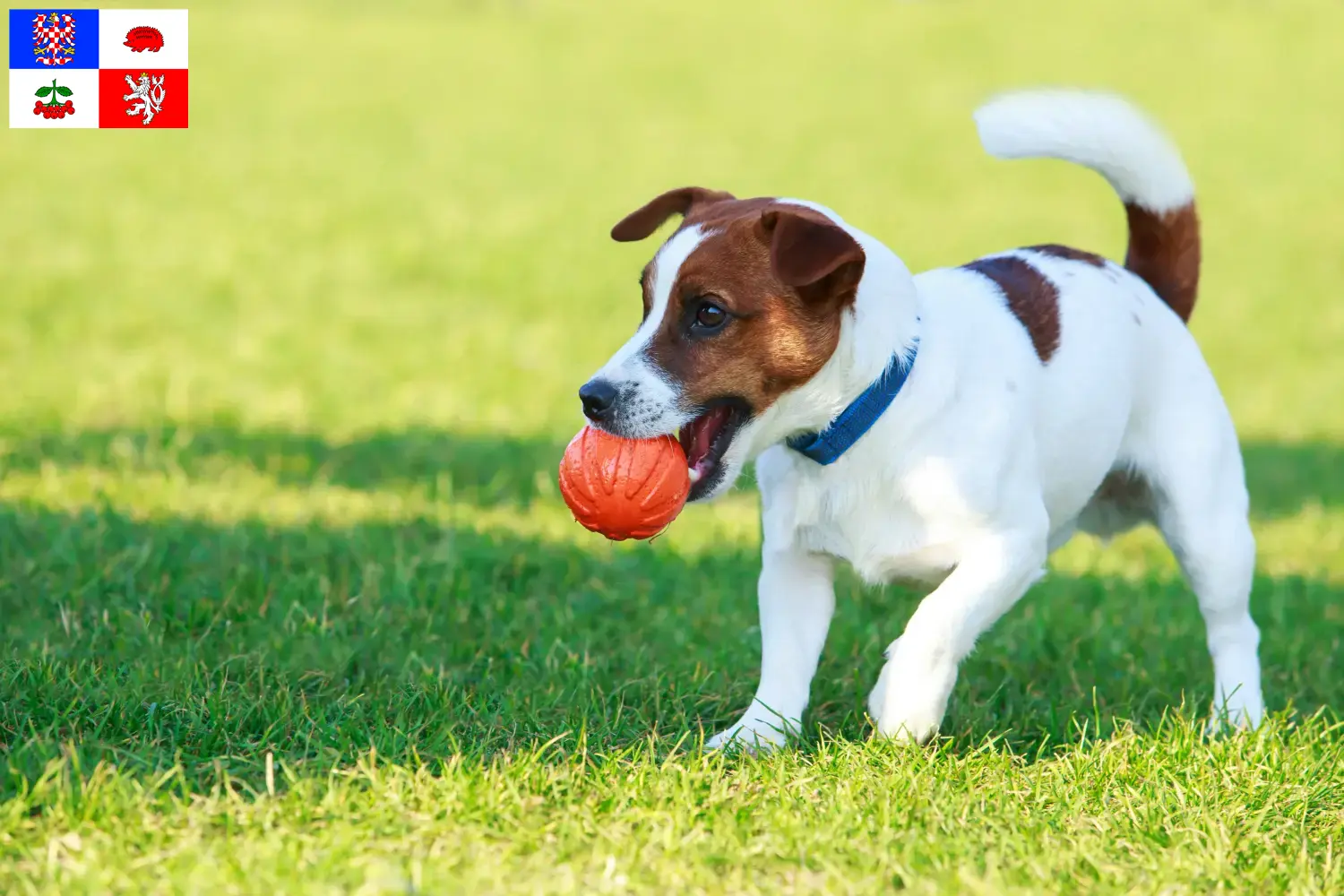 Read more about the article Jack Russell breeders and puppies in Vysočina