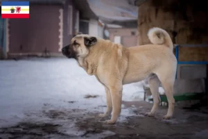 Read more about the article Kangal breeders and puppies in Mecklenburg-Vorpommern