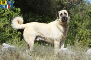 Read more about the article Kangal breeders and puppies in Moravia-Silesia