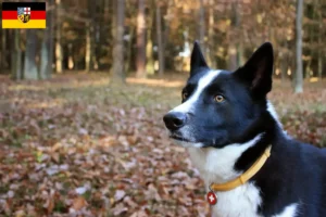 Read more about the article Karelian Bear Dog breeders and puppies in Saarland