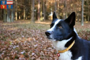 Read more about the article Karelian Bear Dog breeders and puppies in South Moravia