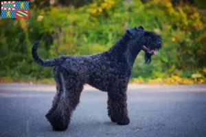 Read more about the article Kerry Blue Terrier breeders and puppies in Bourgogne-Franche-Comté