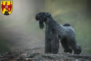 Read more about the article Kerry Blue Terrier breeders and puppies in Burgenland