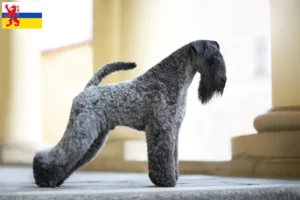 Read more about the article Kerry Blue Terrier breeder and puppies in Limburg