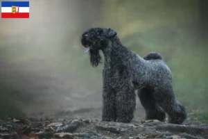 Read more about the article Kerry Blue Terrier breeders and puppies in Schleswig-Holstein