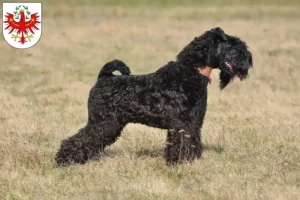 Read more about the article Kerry Blue Terrier breeders and puppies in Tyrol