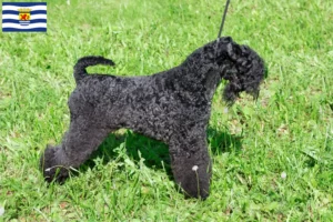 Read more about the article Kerry Blue Terrier breeders and puppies in Zeeland