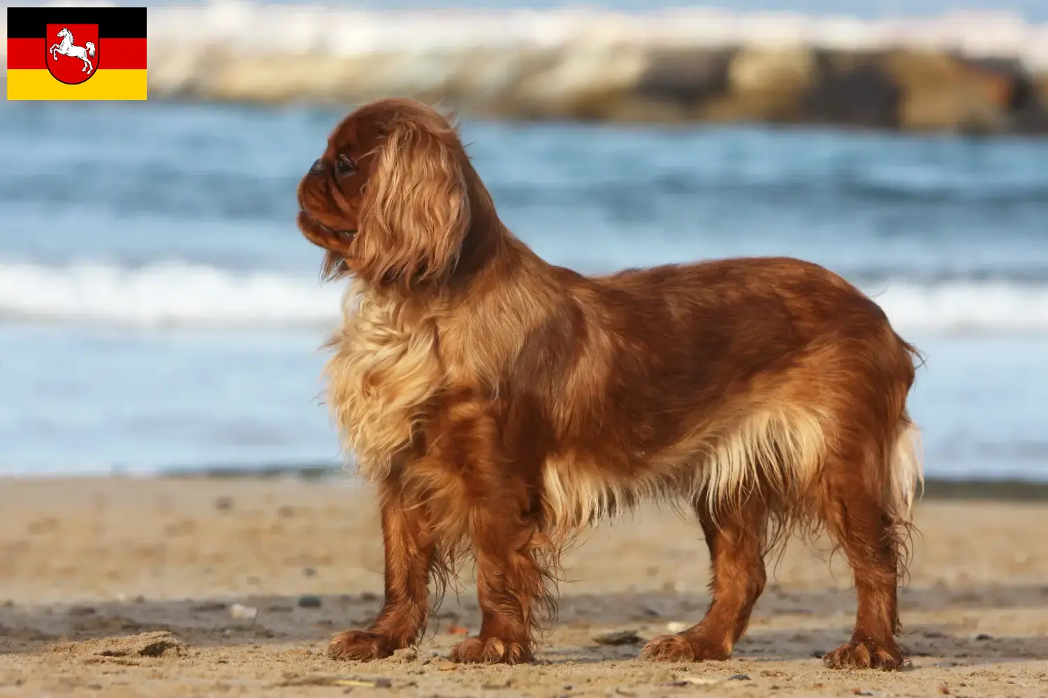 Read more about the article King Charles Spaniel breeders and puppies in Lower Saxony