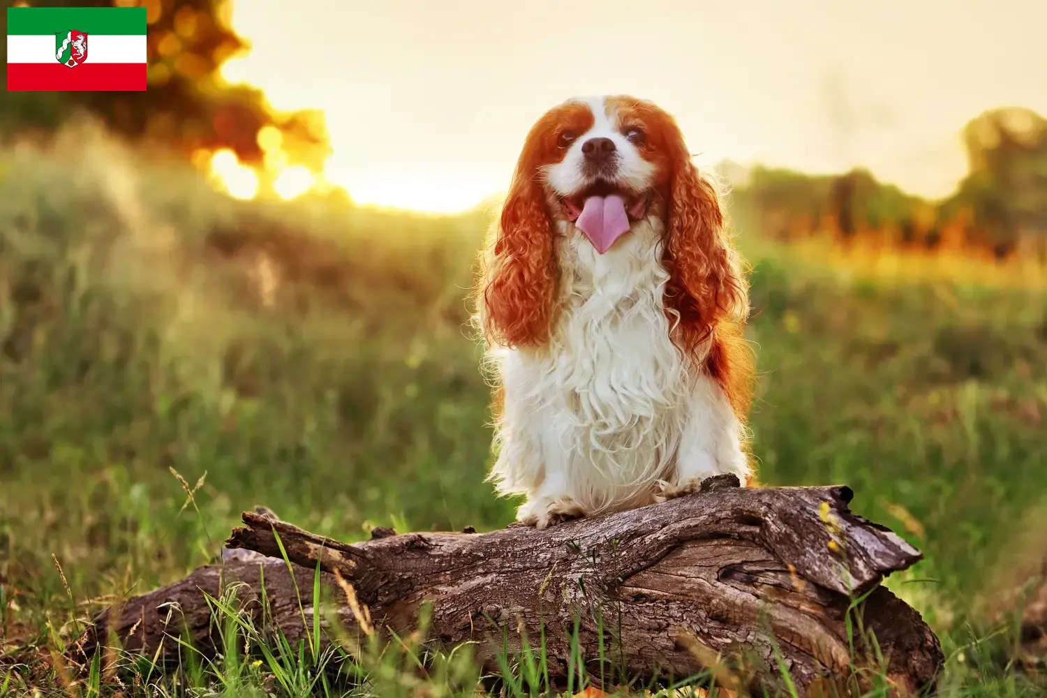 Read more about the article King Charles Spaniel breeders and puppies in North Rhine-Westphalia