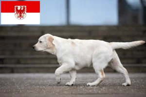 Read more about the article Labrador breeders and puppies in Brandenburg