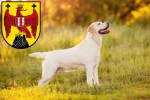 Read more about the article Labrador breeders and puppies in Burgenland