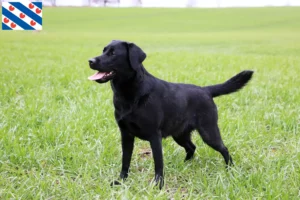 Read more about the article Labrador breeders and puppies in Friesland