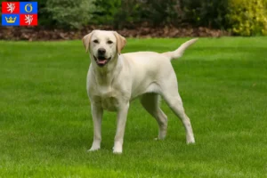 Read more about the article Labrador breeders and puppies in Hradec Králové