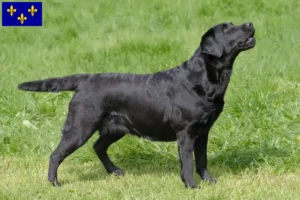 Read more about the article Labrador breeders and puppies in Île-de-France