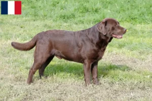 Read more about the article Labrador breeders and puppies in Martinique