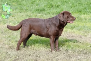 Read more about the article Labrador breeders and puppies in Sjælland