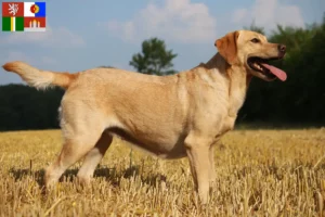 Read more about the article Labrador breeders and puppies in South Bohemia