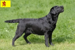 Read more about the article Labrador breeders and puppies in South Holland