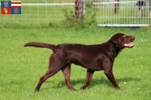 Read more about the article Labrador breeders and puppies in South Moravia