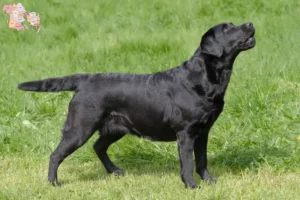 Read more about the article Labrador breeders and puppies in Syddanmark