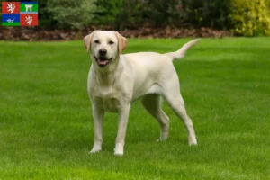 Read more about the article Labrador breeders and puppies in Ústí