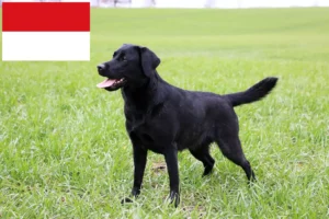 Read more about the article Labrador breeders and puppies in Vienna