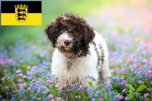 Read more about the article Lagotto Romagnolo breeders and puppies in Baden-Württemberg