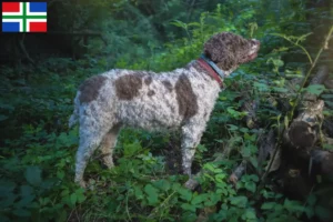 Read more about the article Lagotto Romagnolo breeders and puppies in Groningen