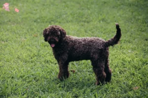 Read more about the article Lagotto Romagnolo breeders and puppies in Hovedstaden