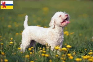 Read more about the article Lagotto Romagnolo breeders and puppies in Limburg