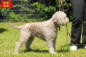 Read more about the article Lagotto Romagnolo breeders and puppies in Normandy