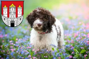 Read more about the article Lagotto Romagnolo breeders and puppies in Salzburg