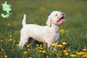 Read more about the article Lagotto Romagnolo breeders and puppies in Sjælland