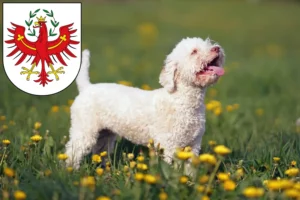 Read more about the article Lagotto Romagnolo breeders and puppies in Tyrol