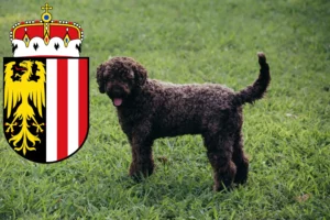 Read more about the article Lagotto Romagnolo breeders and puppies in Upper Austria