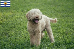 Read more about the article Lagotto Romagnolo breeders and puppies in Zeeland