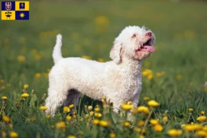 Read more about the article Lagotto Romagnolo breeders and puppies in Zlín