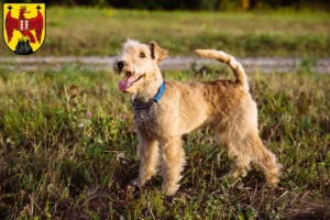 Read more about the article Lakeland Terrier breeders and puppies in Burgenland