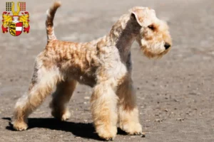 Read more about the article Lakeland Terrier breeders and puppies in Carinthia