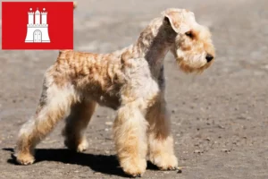 Read more about the article Lakeland Terrier breeders and puppies in Hamburg