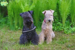 Read more about the article Lakeland Terrier breeders and puppies in Midtjylland