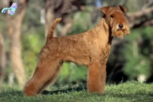 Read more about the article Lakeland Terrier breeders and puppies in Nordjylland