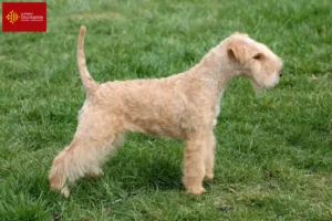 Read more about the article Lakeland Terrier breeders and puppies in Occitania