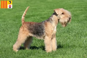 Read more about the article Lakeland Terrier breeders and puppies in Provence-Alpes-Côte d’Azur