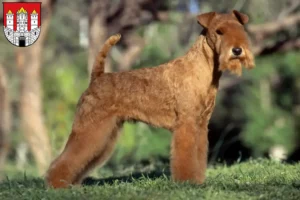 Read more about the article Lakeland Terrier breeders and puppies in Salzburg